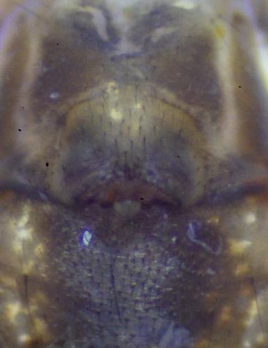 Réf. 247 229 : Linyphia triangularis