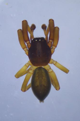 Réf. 247 392 : Cetonana laticeps