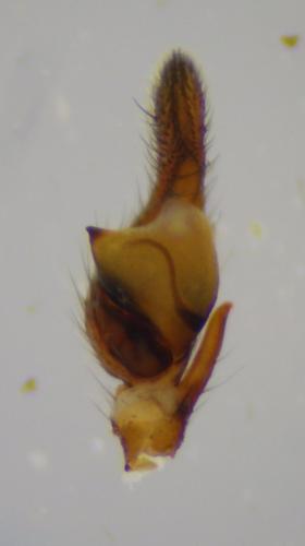Réf. 247 393 : Cetonana laticeps