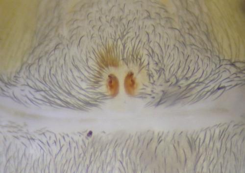 Scotophaeus sp.