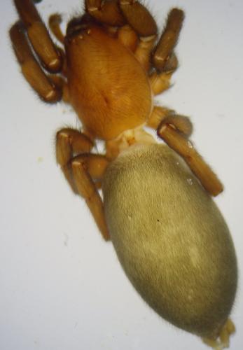 Scotophaeus sp.