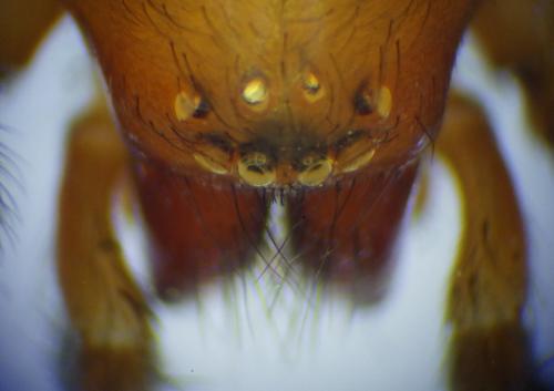 Scotophaeus sp.