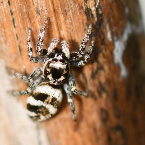 Réf. 247 736 : Salticus scenicus