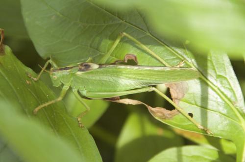 Réf. 247 660 : Tettigonia viridissima