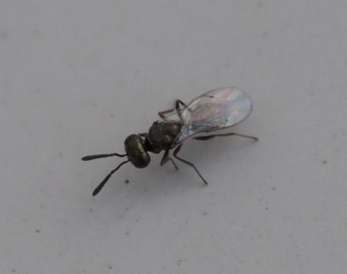Cyrtogaster sp.