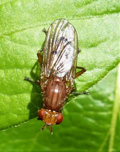Tetanocera sp.