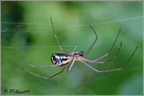 Réf. 247 480 : Neriene radiata