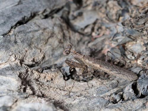 Tarachodes sp.