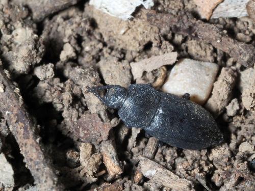 Réf. 247 218 : Gnophota anthracina colpotoides