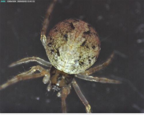 Theridion_sl sp.