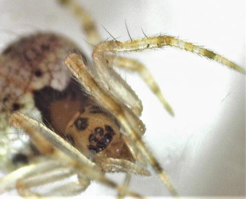 Theridion_sl sp.