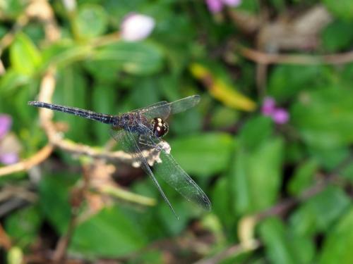 Trithemis dichroa