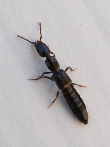 Réf. 247 476 : Xantholinini inconnu