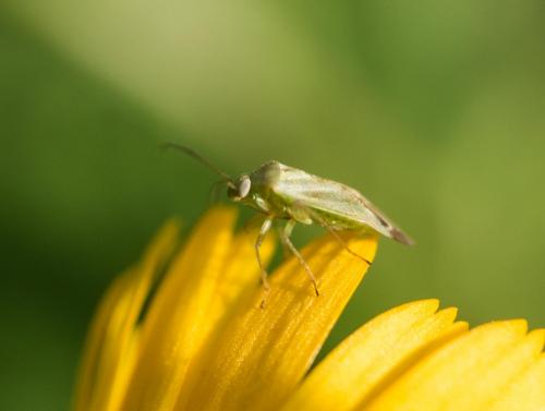Taylorilygus apicalis