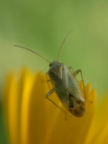 Réf. 247 521 : Taylorilygus apicalis