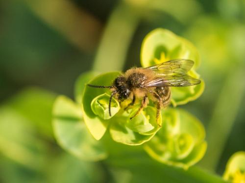 Andrena flavipes
