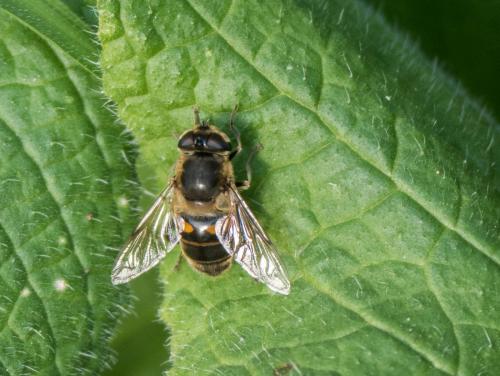 Réf. 247 959 : Eristalis tenax