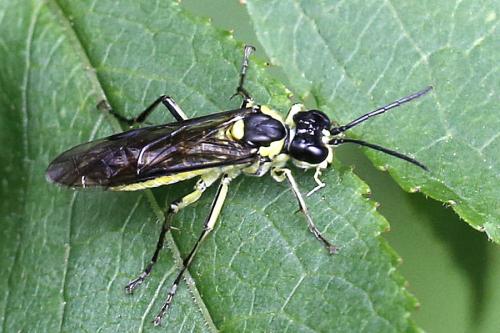 Réf. 247 572 : Tenthredo mesomela