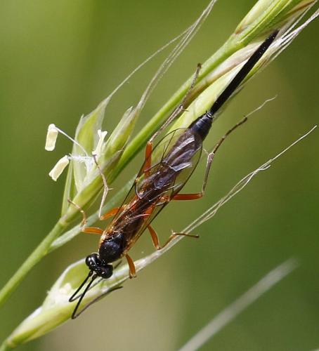 Réf. 247 632 : Lissonota lineolaris