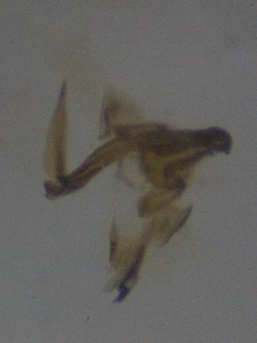 Réf. 247 012 : Lepidargyrus ancorifer