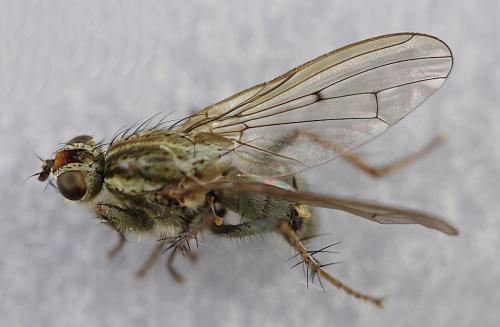 Réf. 247 427 : Scathophaga stercoraria