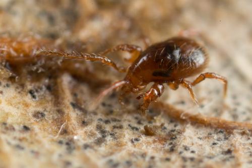 Pergamasus diversus