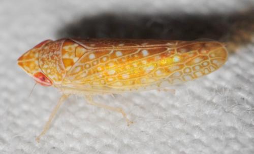 Réf. 247 460 : Platymetopius sp.