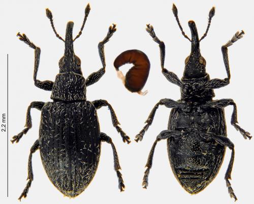 Catapion pubescens