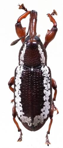 Réf. 247 735 : Heilipodus albobrunneus