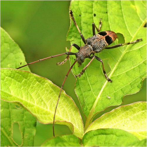 Monochamus latefasciatus