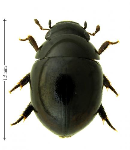 Chaetarthria seminulum