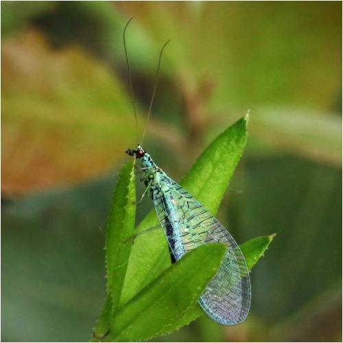 Réf. 247 121 : Chrysopa perla