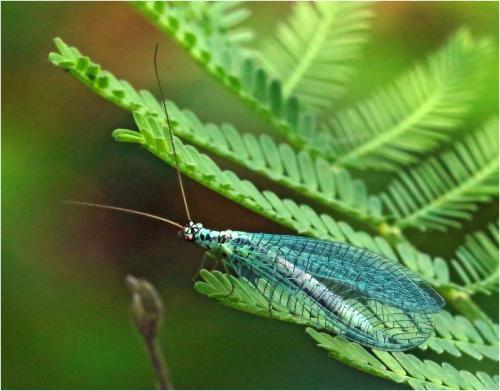Réf. 247 122 : Chrysopa perla