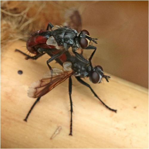 Réf. 247 184 : Cylindromyia bicolor