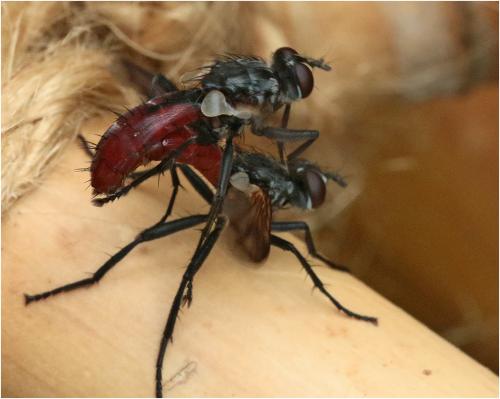 Réf. 247 185 : Cylindromyia bicolor