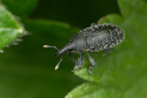 Réf. 247 583 : Larinus carlinae