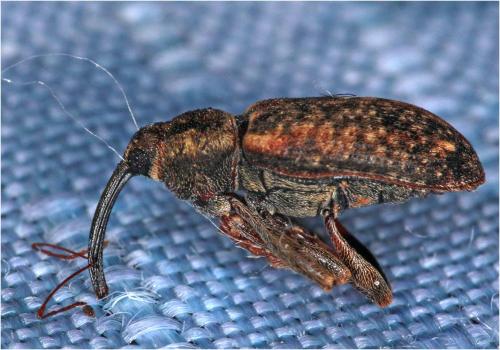 Réf. 247 584 : Dorytomus sp.