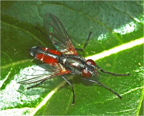 Réf. 247 201 : Mintho rufiventris