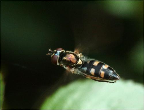 Réf. 247 143 : Platycheirus sp.