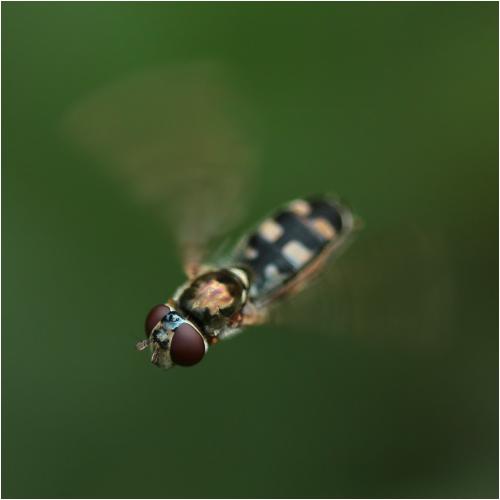 Réf. 247 142 : Platycheirus sp.