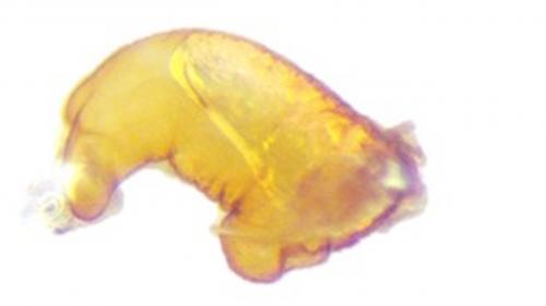 Réf. 247 534 : Nedyus quadrimaculatus