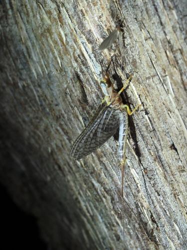 Eatonica sp.