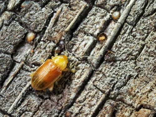 Réf. 247 498 : Galerucinae inconnu