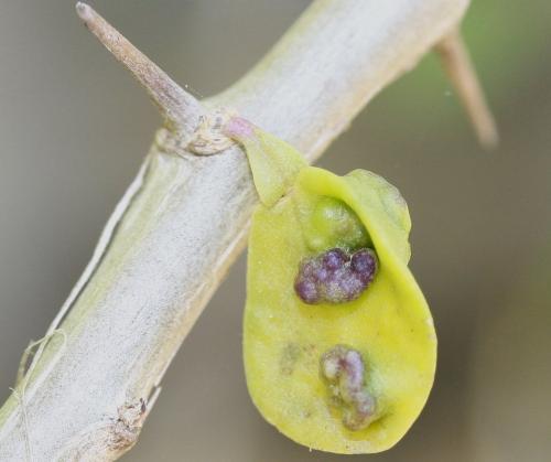 Aceria eucricotes