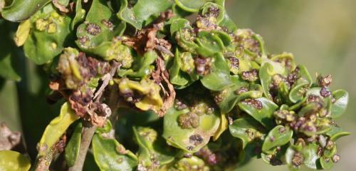 Aceria eucricotes