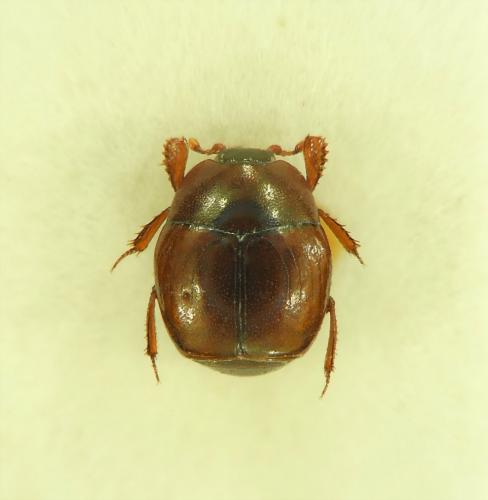 Microsaprinus gomyi
