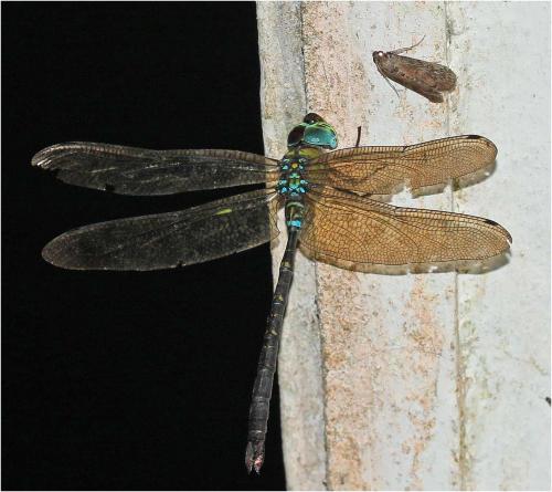 Réf. 247 244 : Heliaeschna uninervulata