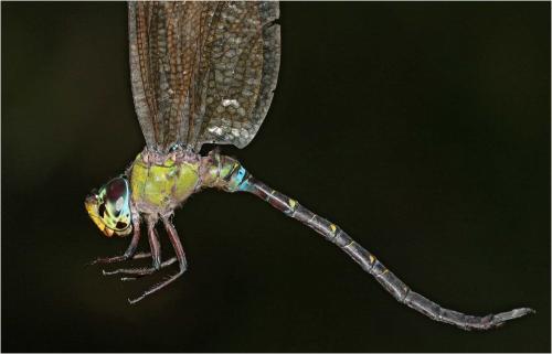 Heliaeschna uninervulata