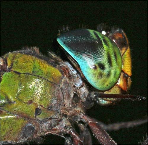 Réf. 247 243 : Heliaeschna uninervulata