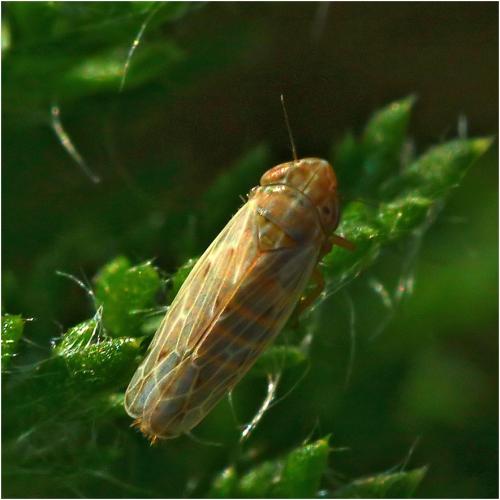 Psammotettix sp.